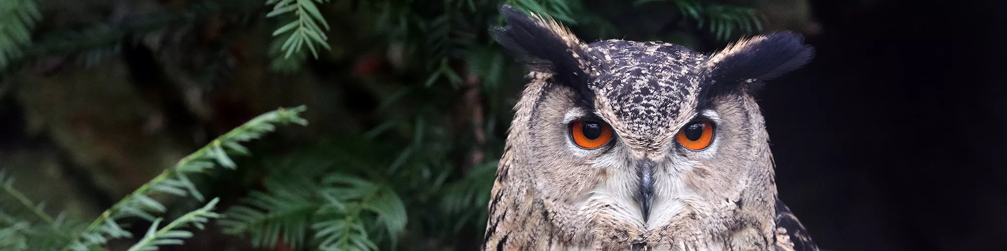 Hibou aigle d'Eurasie