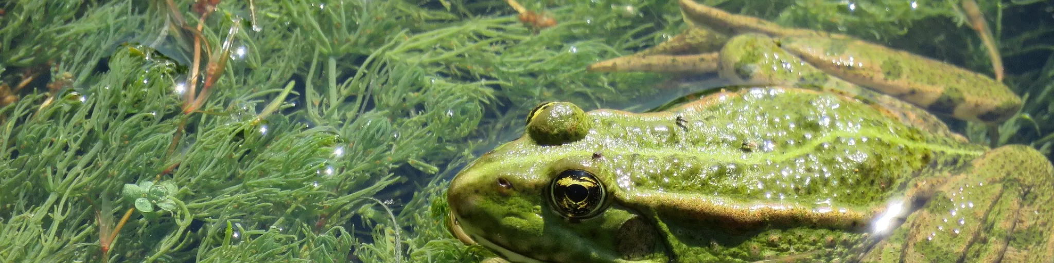 Grenouille