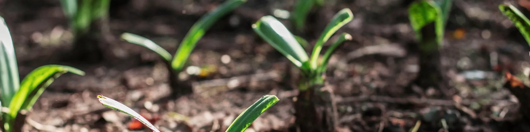 Plantes en cours de croissance