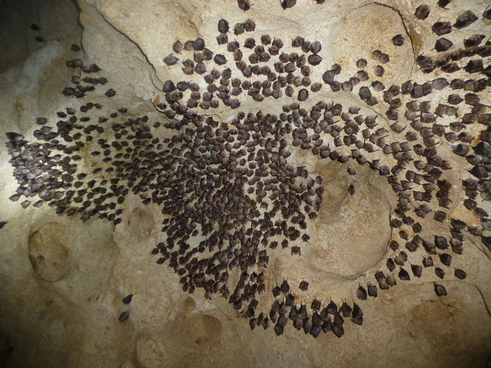 Colonie de Rhinolophe euryale