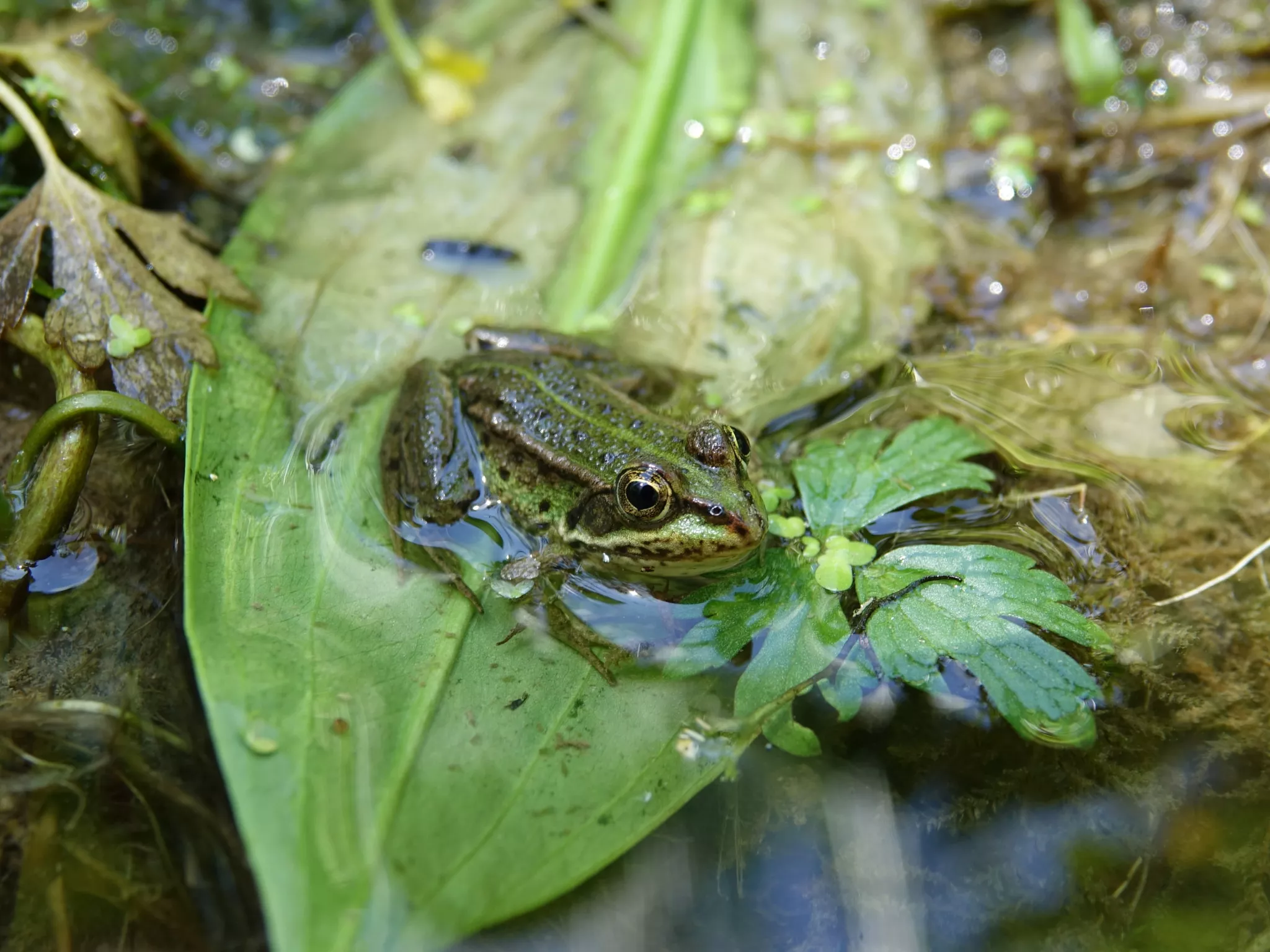 Une grenouille verte dans une mare de Sologne