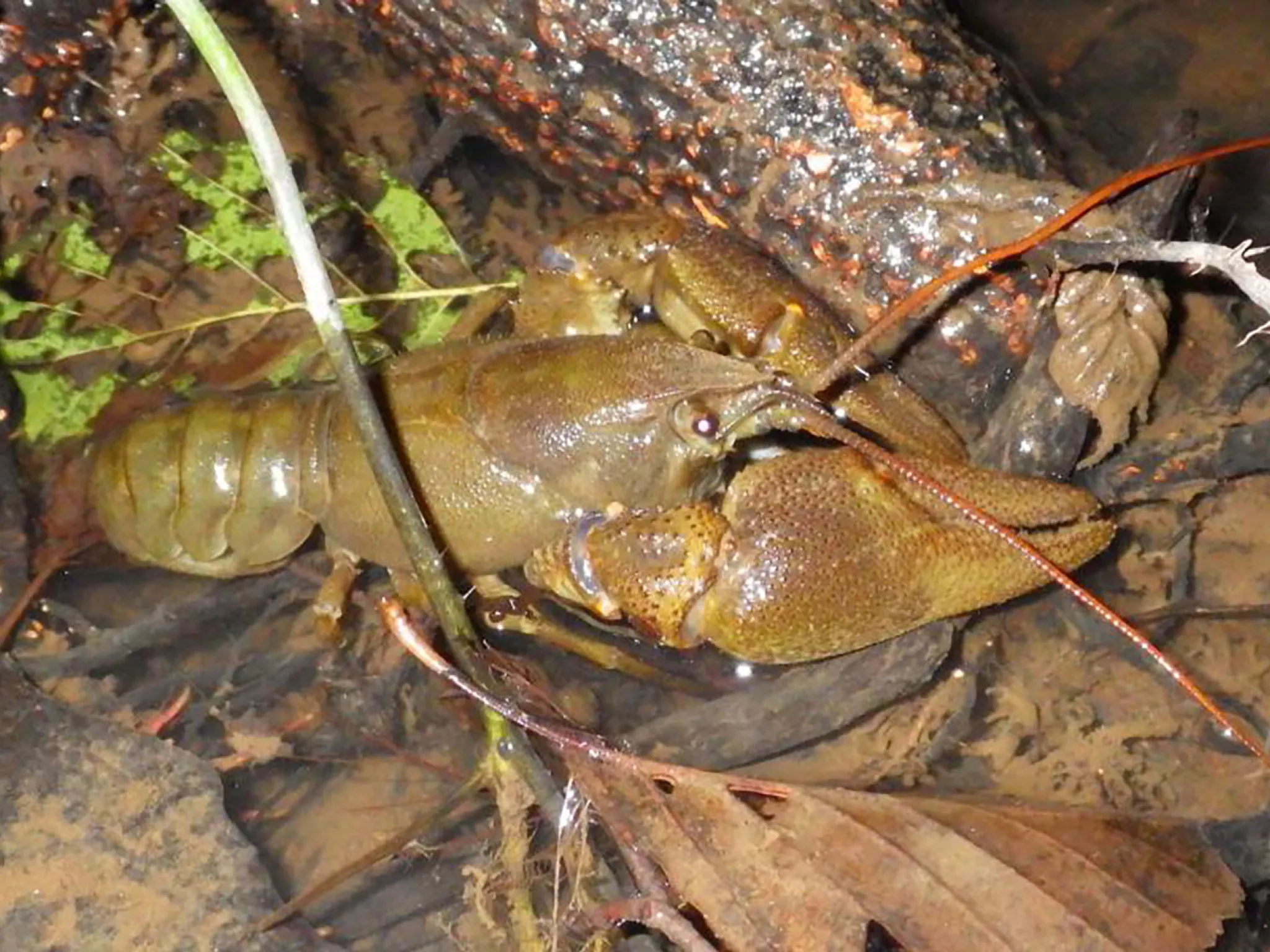 Ecrevisse à pieds blancs ©FP 36 (fédération de pêche de l'Indre)