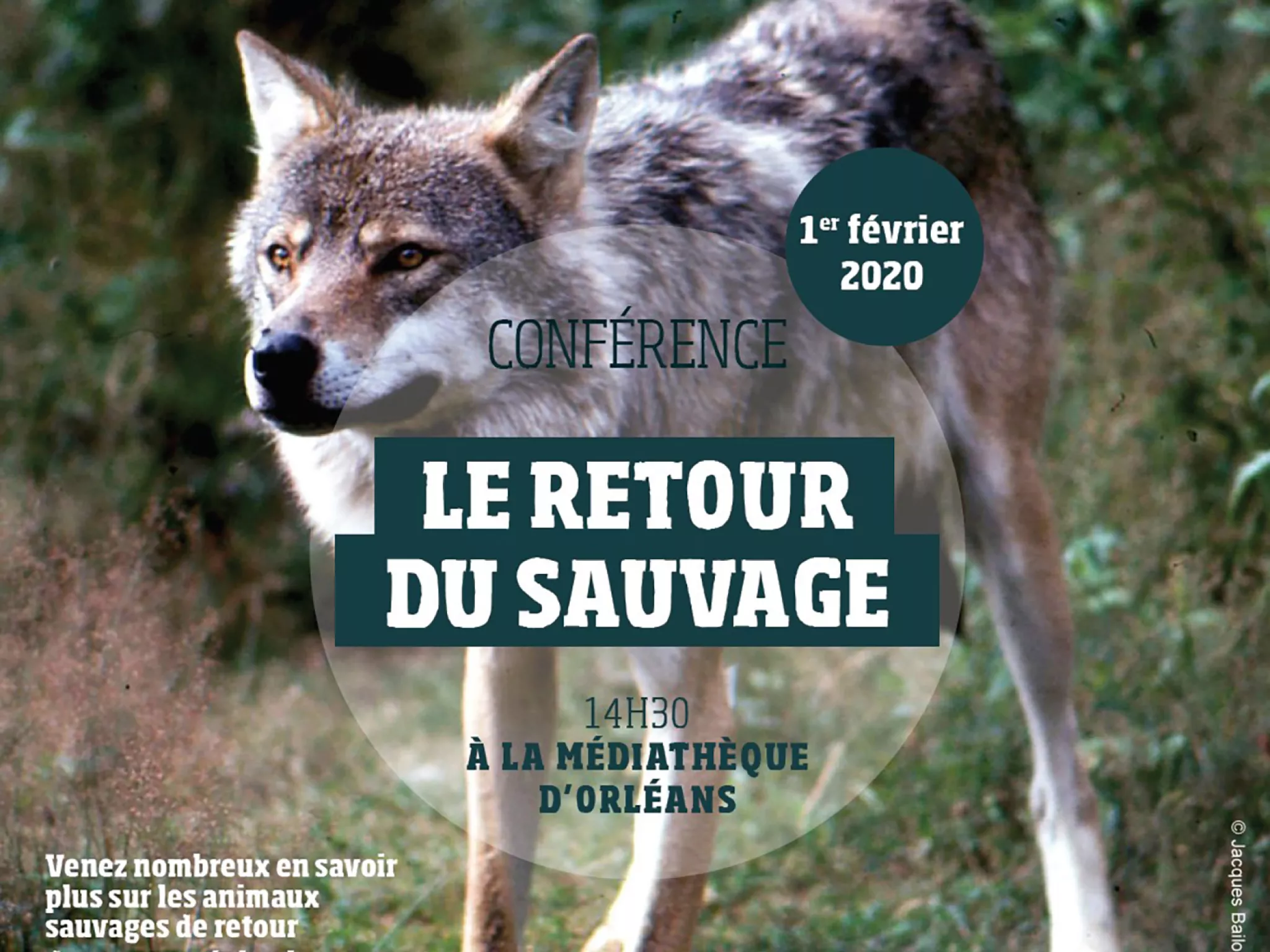 Affiche conférence "le retour du sauvage"
