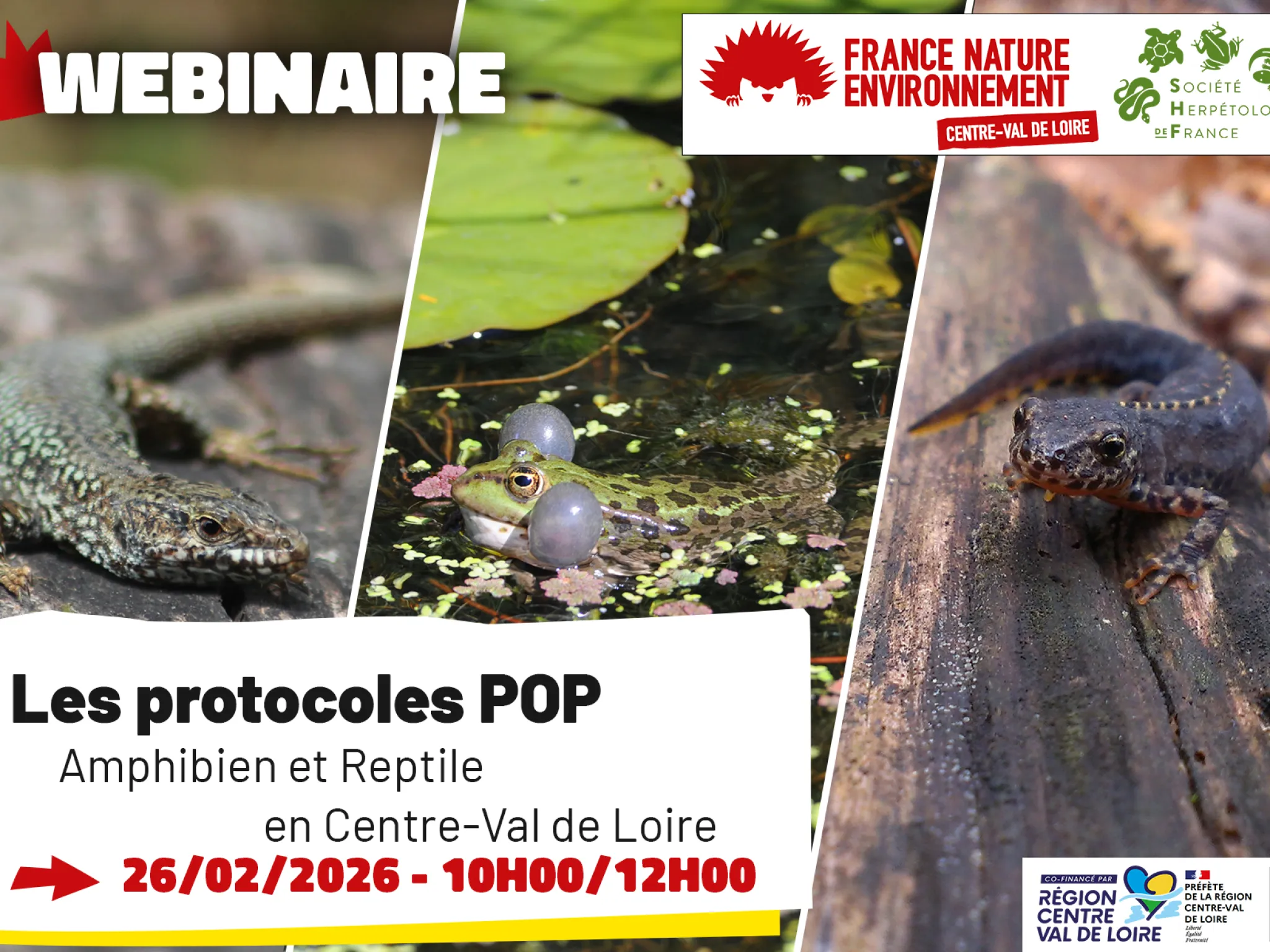 Vignette présentation webinaire POP