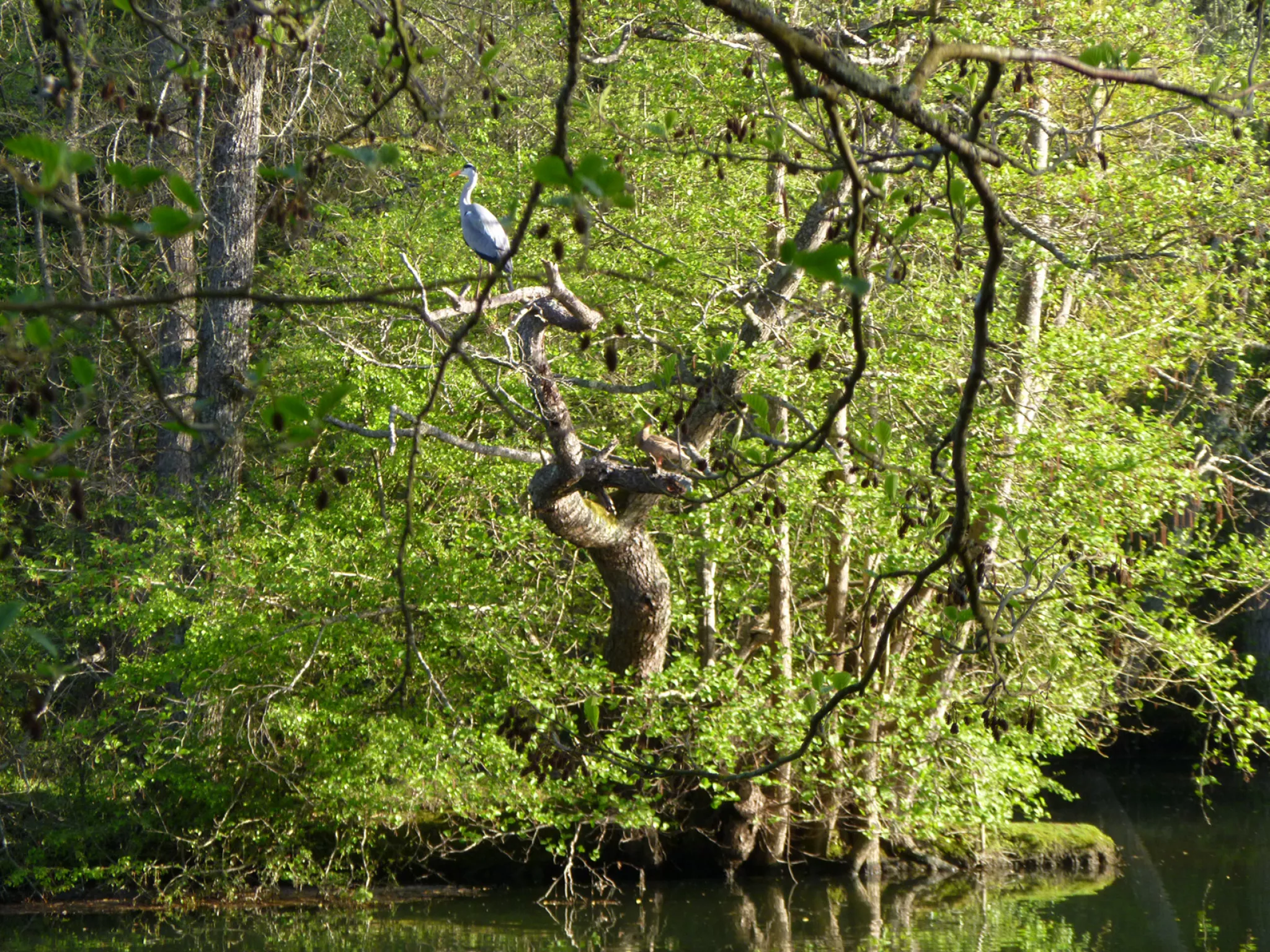 La création de Loire Vivante