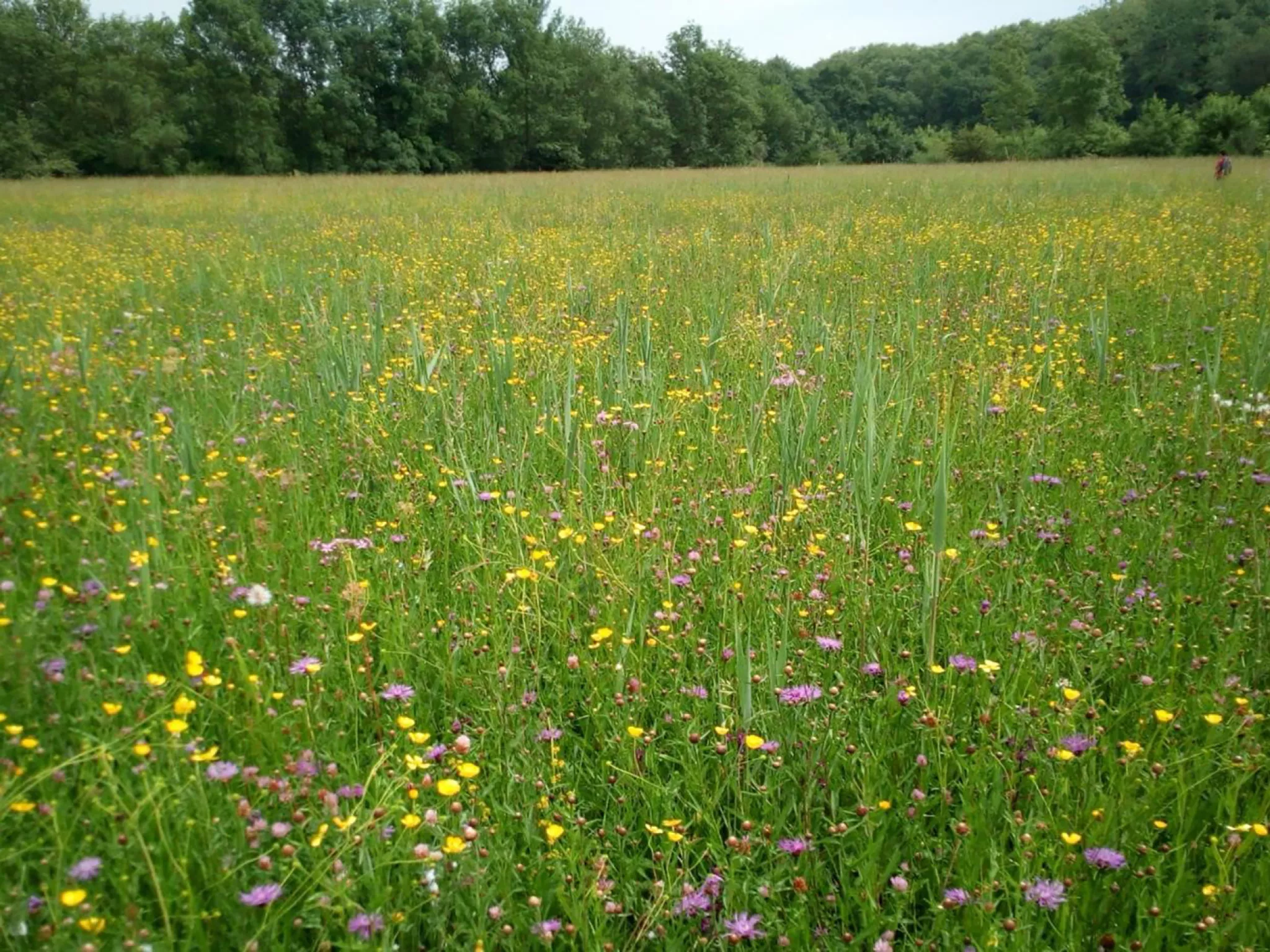 Illustration d'une prairie humide