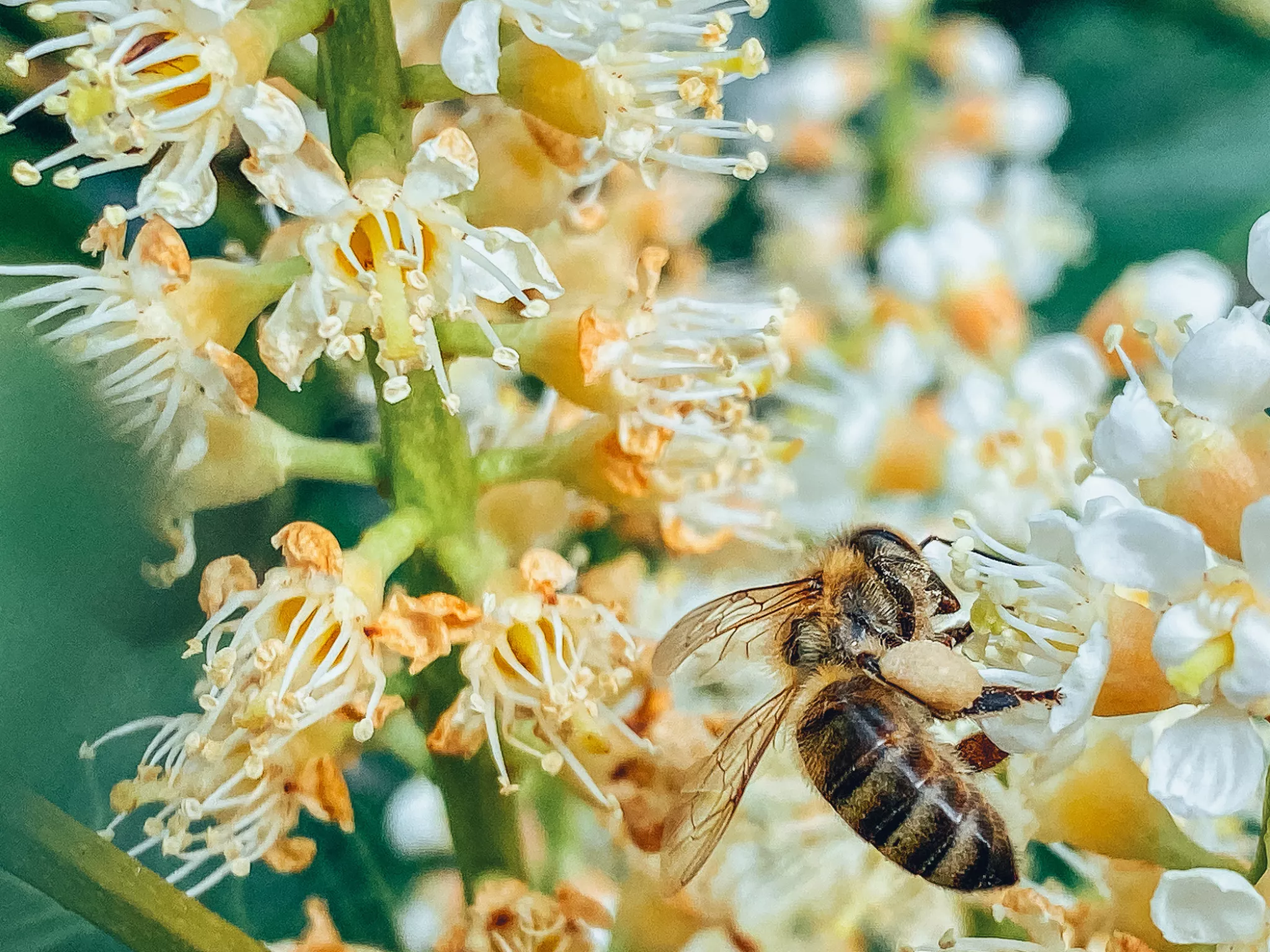 Abeille qui butine 