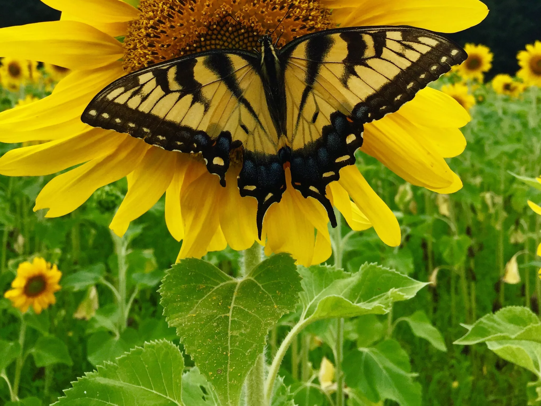 Papillon sur tournesol