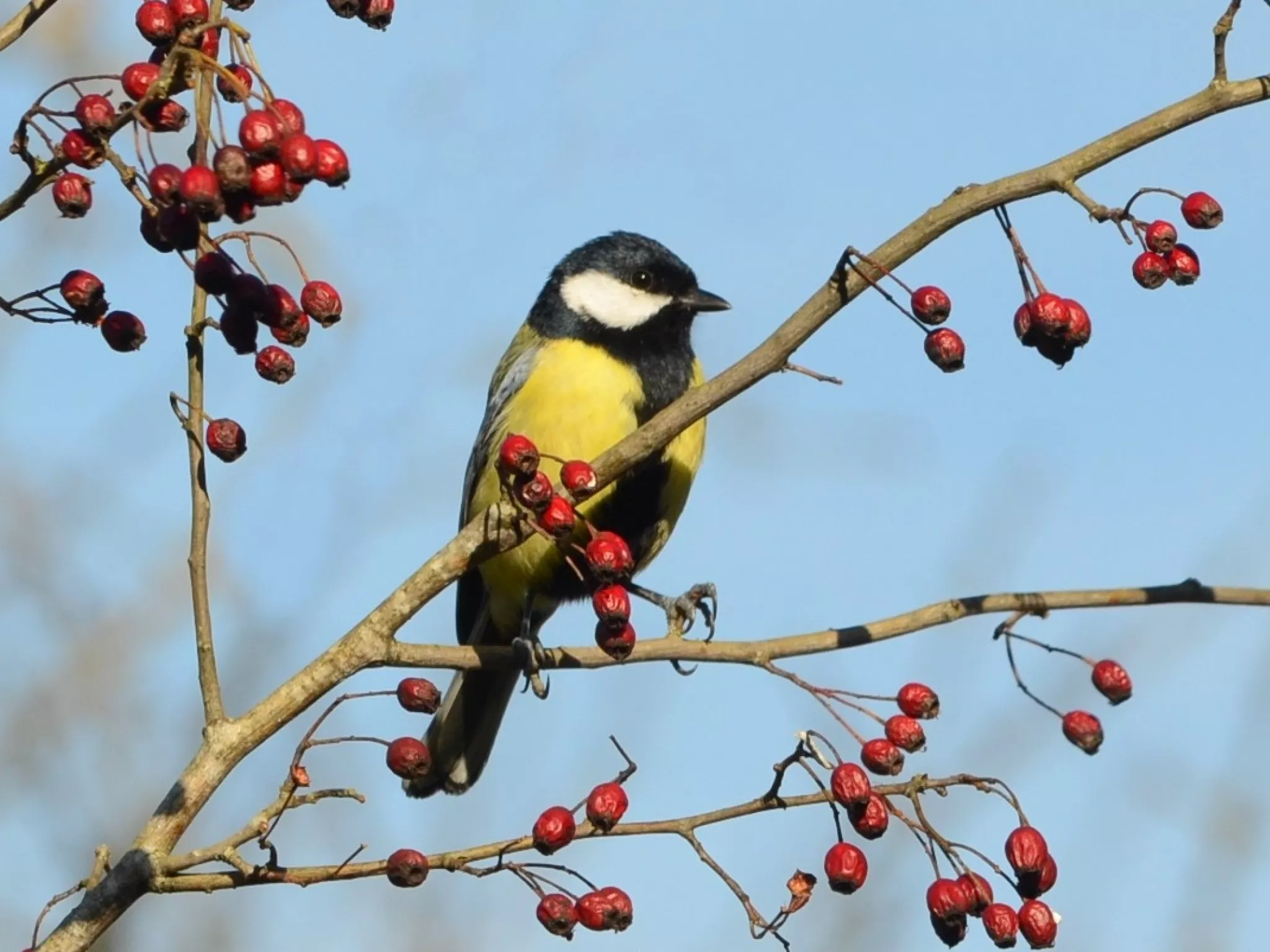 Mésange charbonnière - D. Barraud