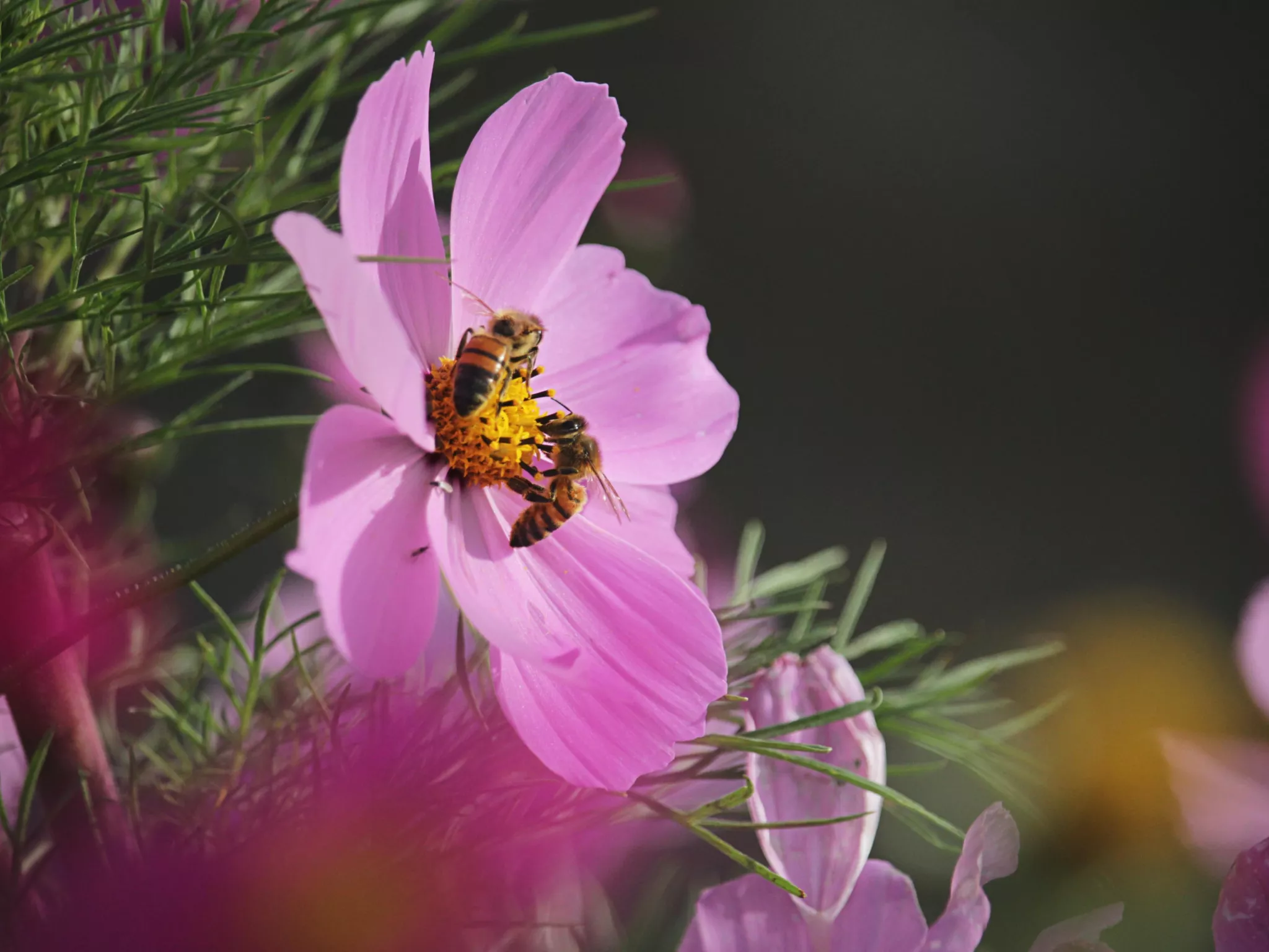 Fleurs et abeilles