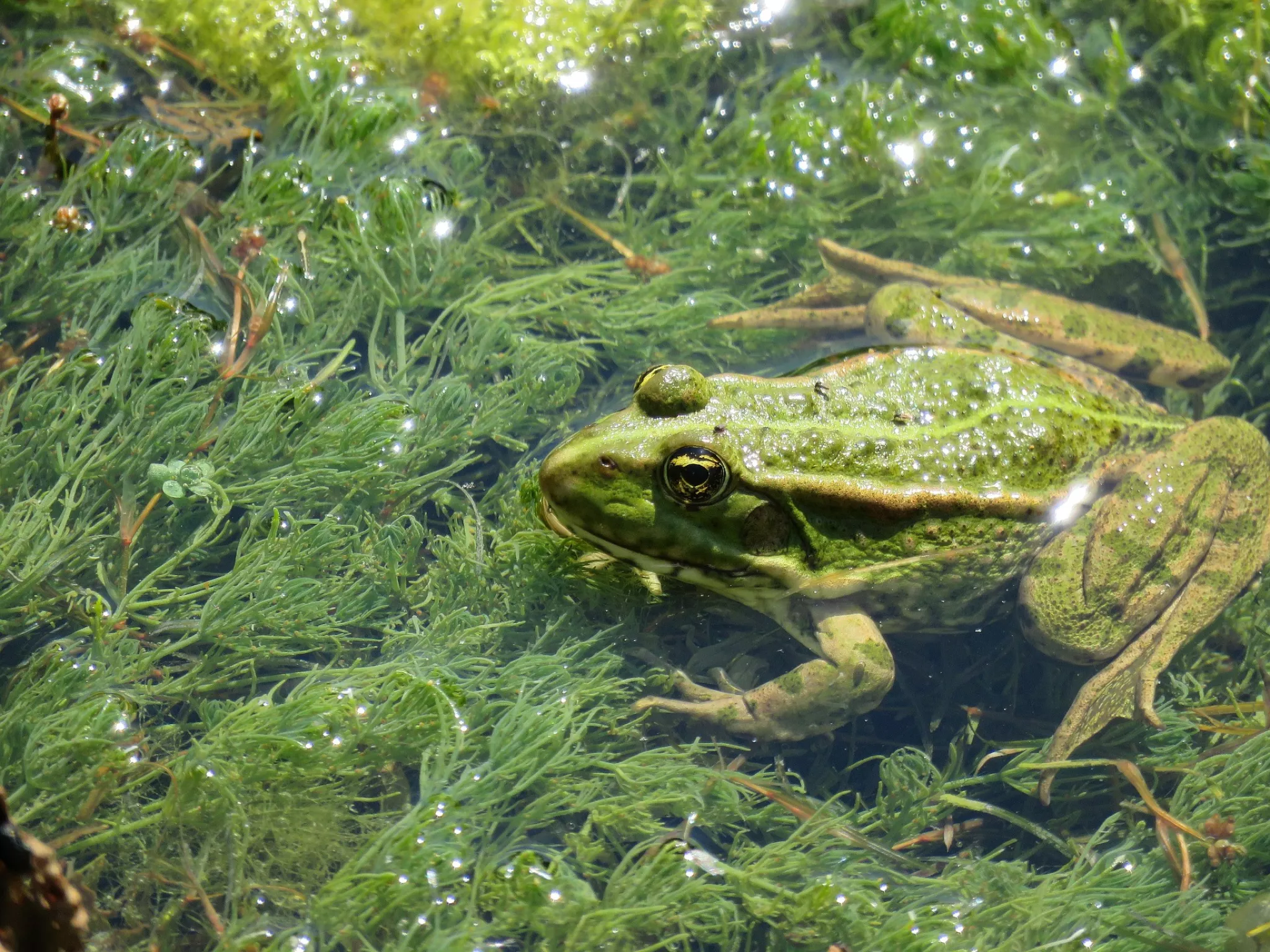 Grenouille Grenouille