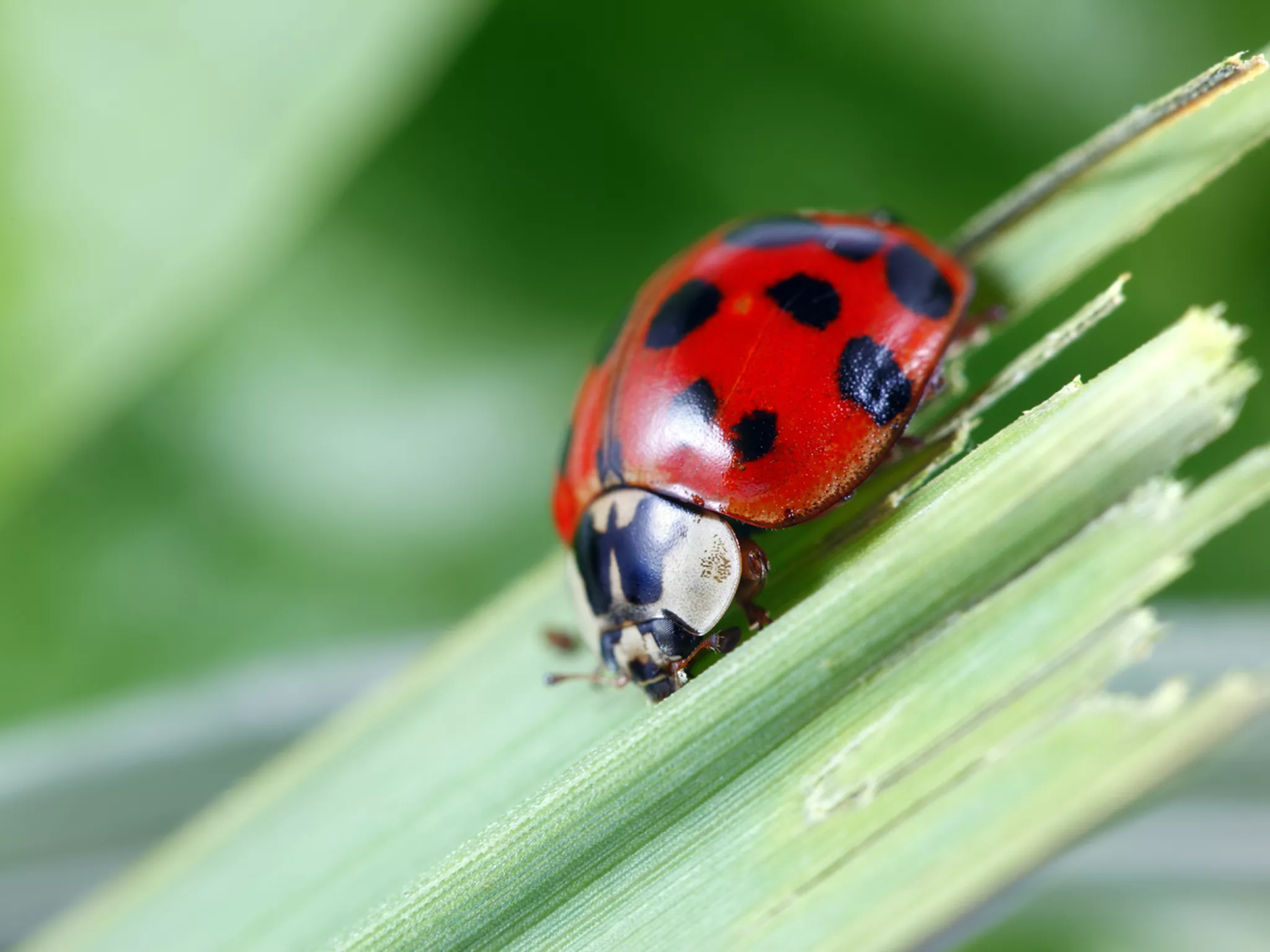 Coccinelle