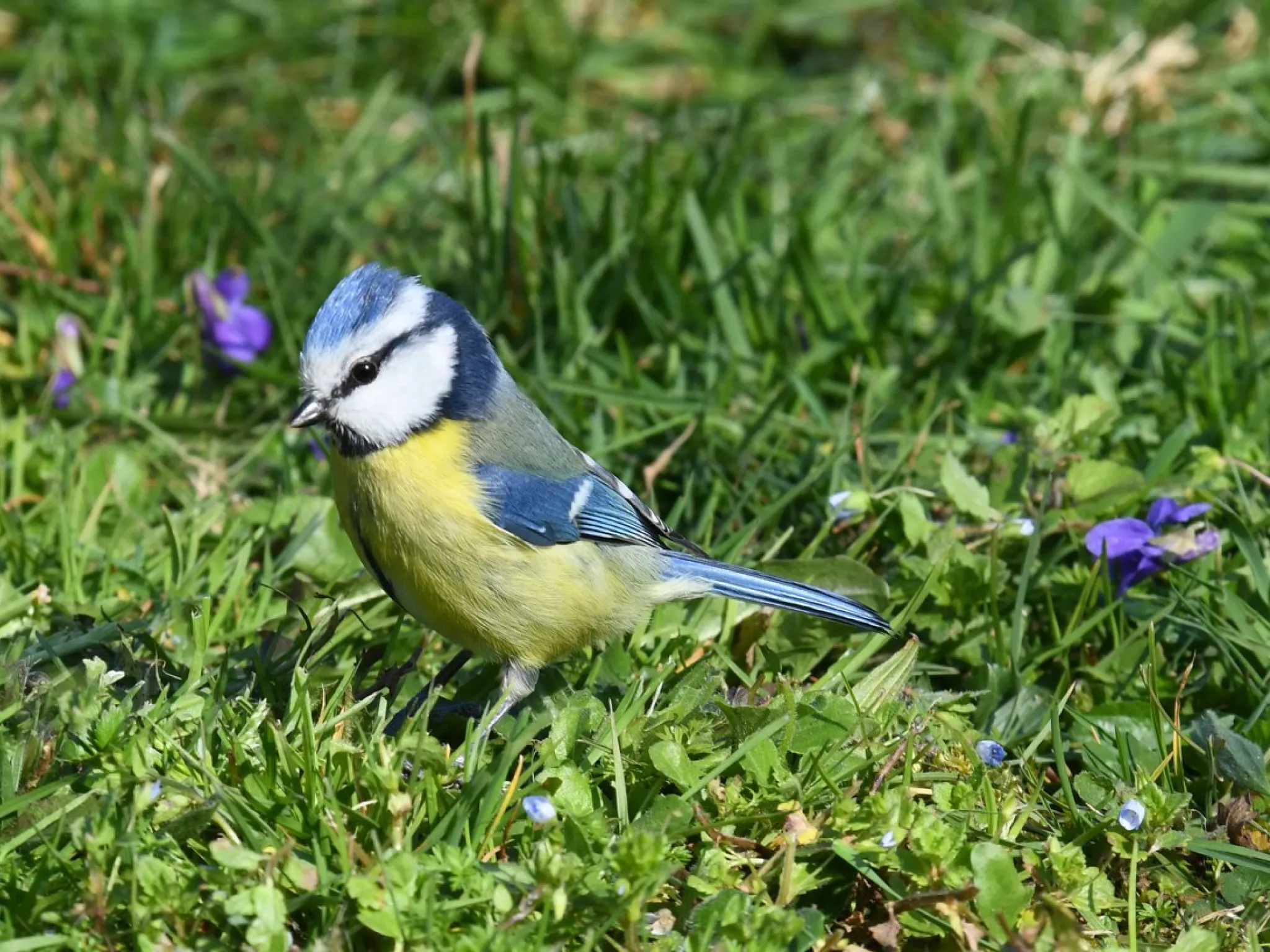 Mésange bleue - espèce observée dans le cadre du STOC © D. Barraud