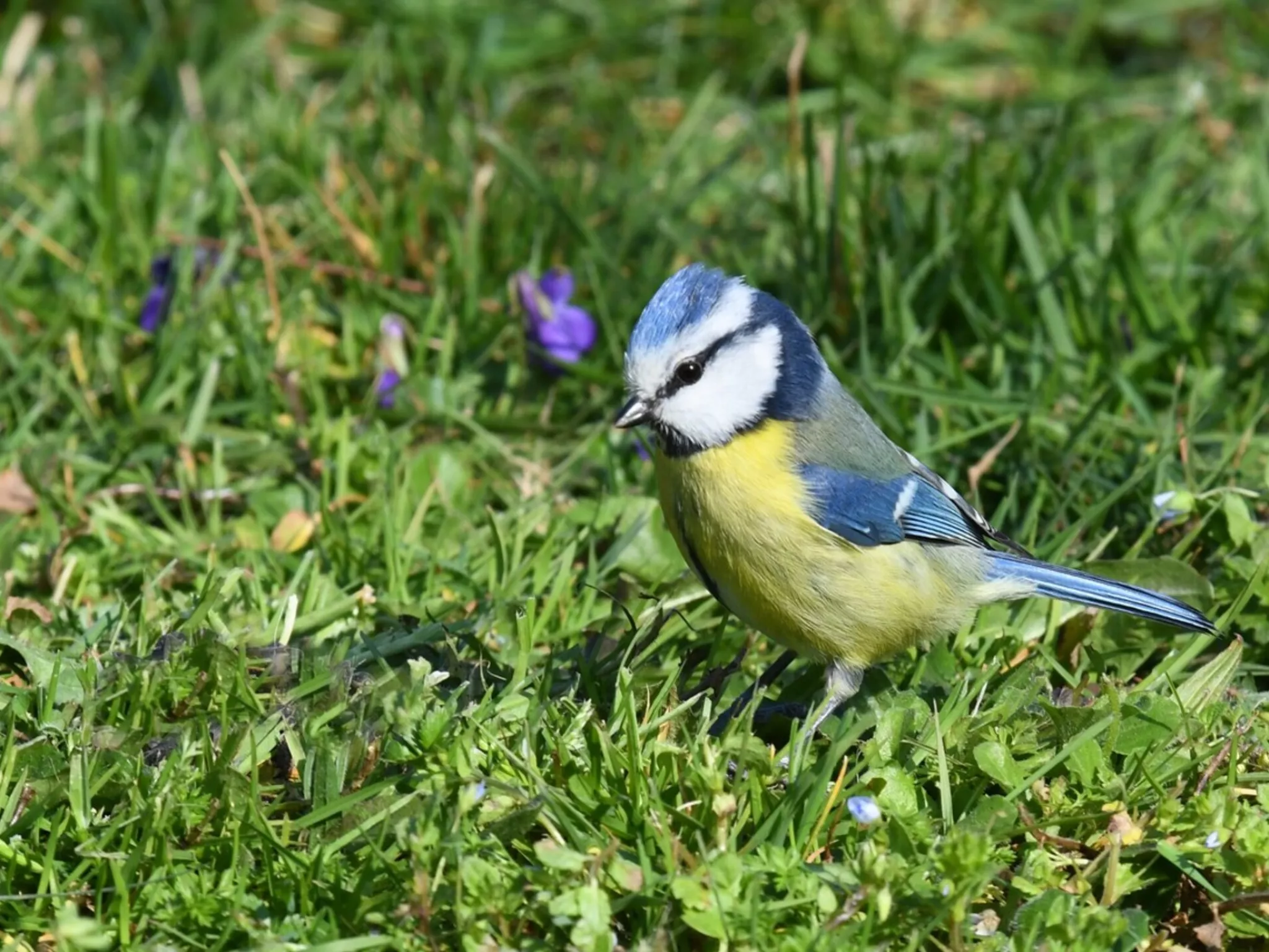 Mésange bleue