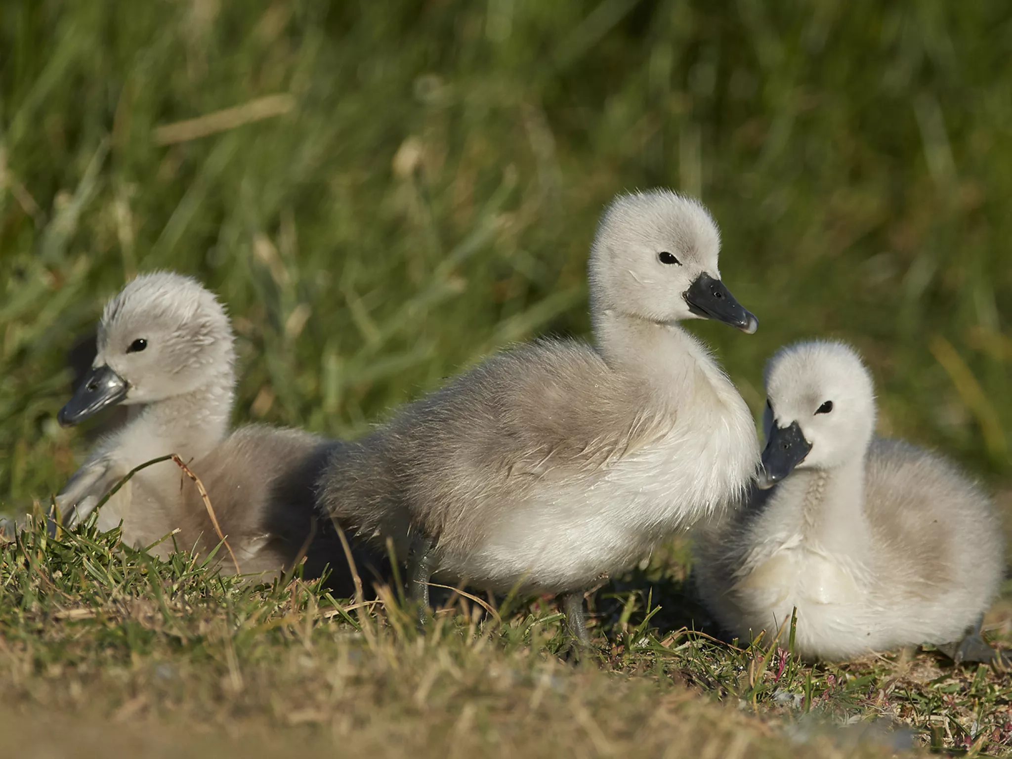 Cygnes en pleine croissance