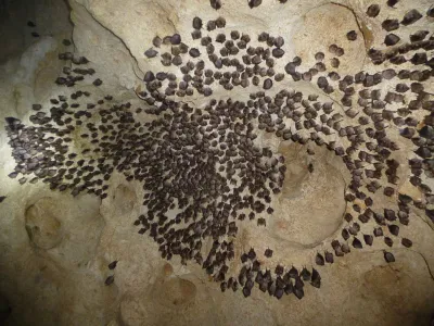 Colonie de Rhinolophe euryale