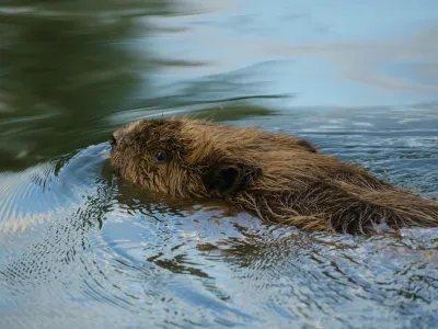 Castor d'Europe