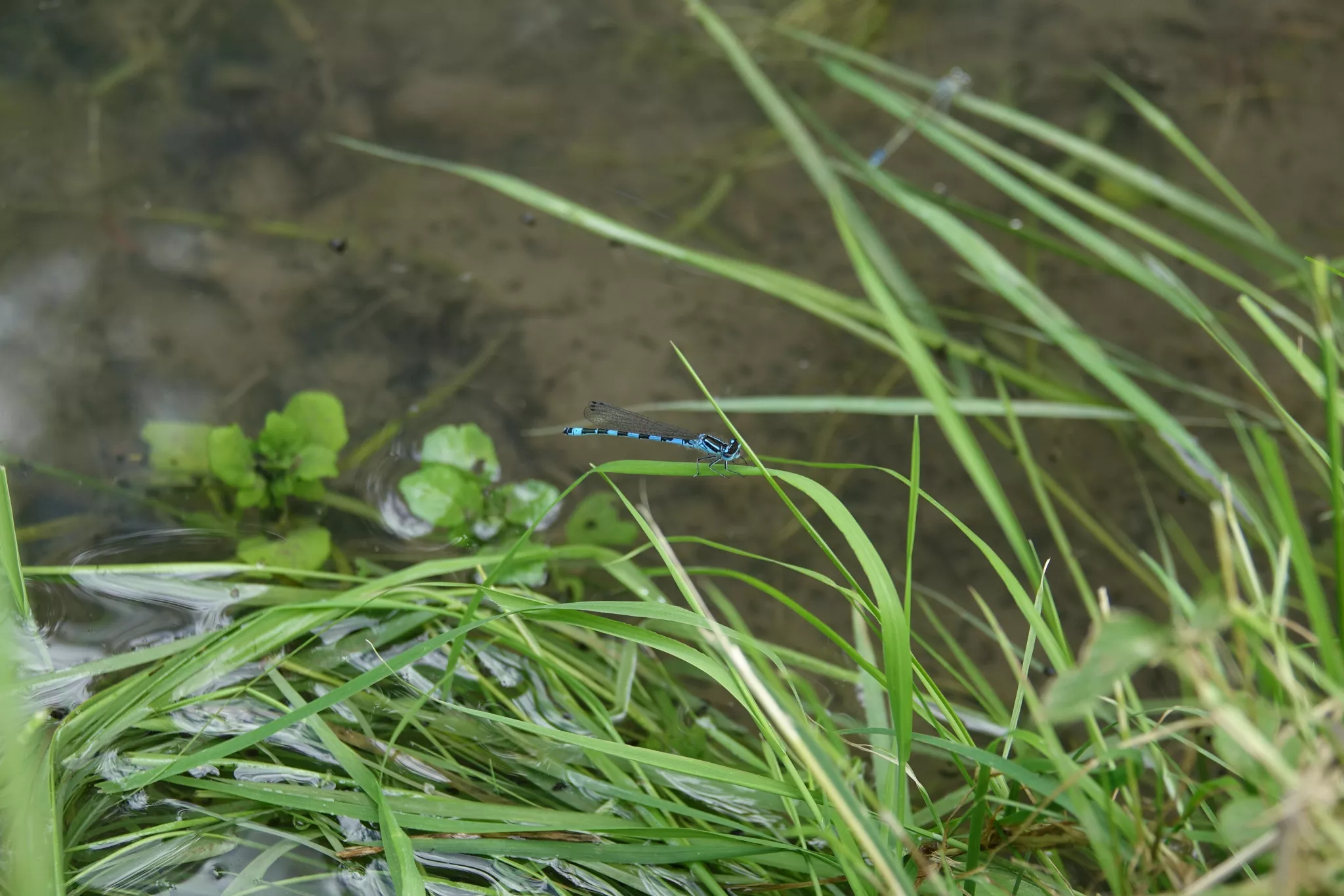 Agrion de Mercure - Coenagrion mercuriale