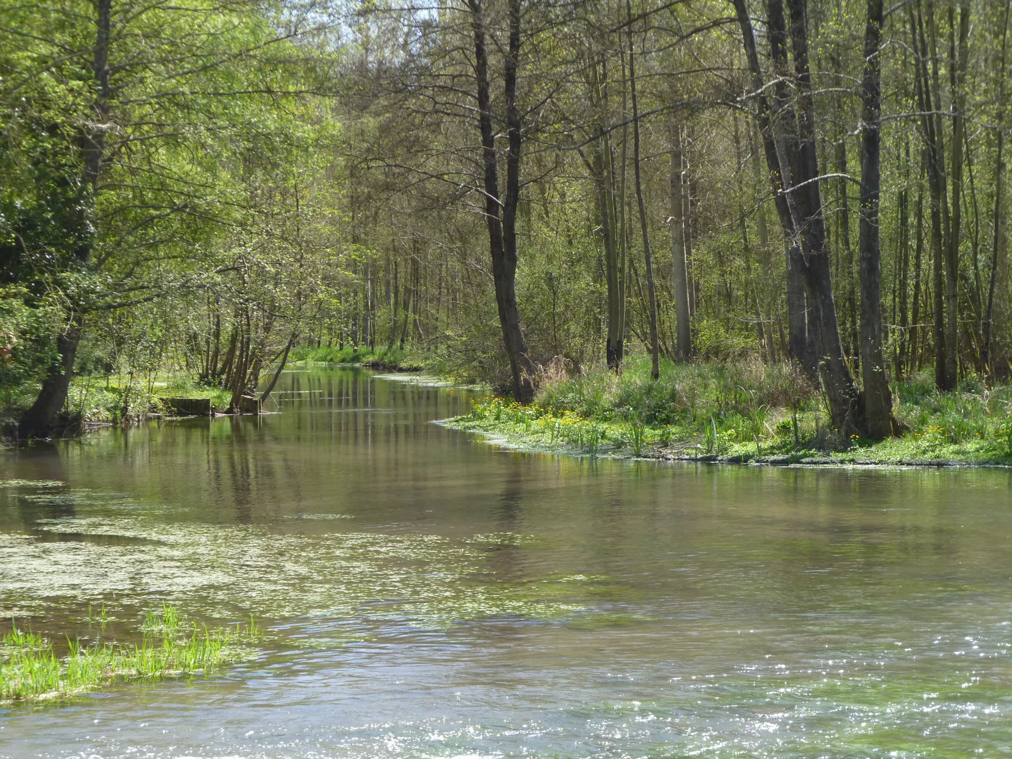foret humide