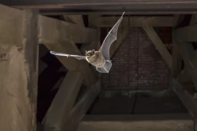 Pipistrelle volant dans une église