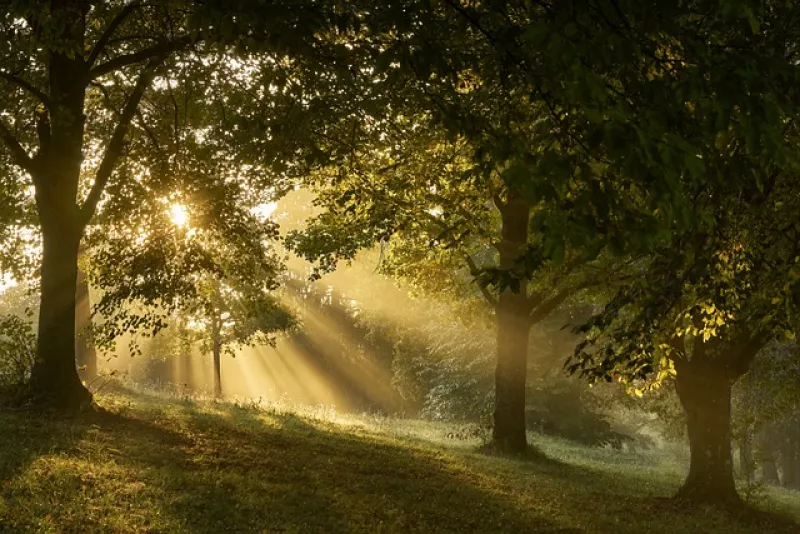 Forêt ensoleillée