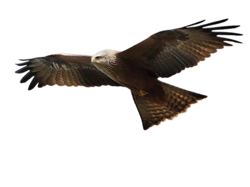 Aigle botté
