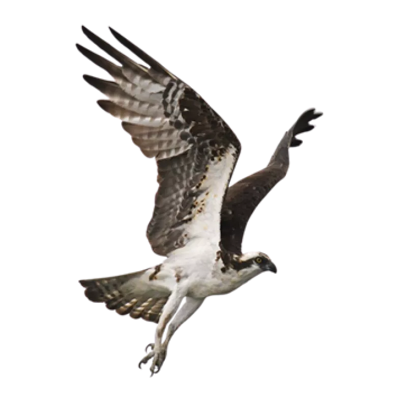 Balbuzard pêcheur